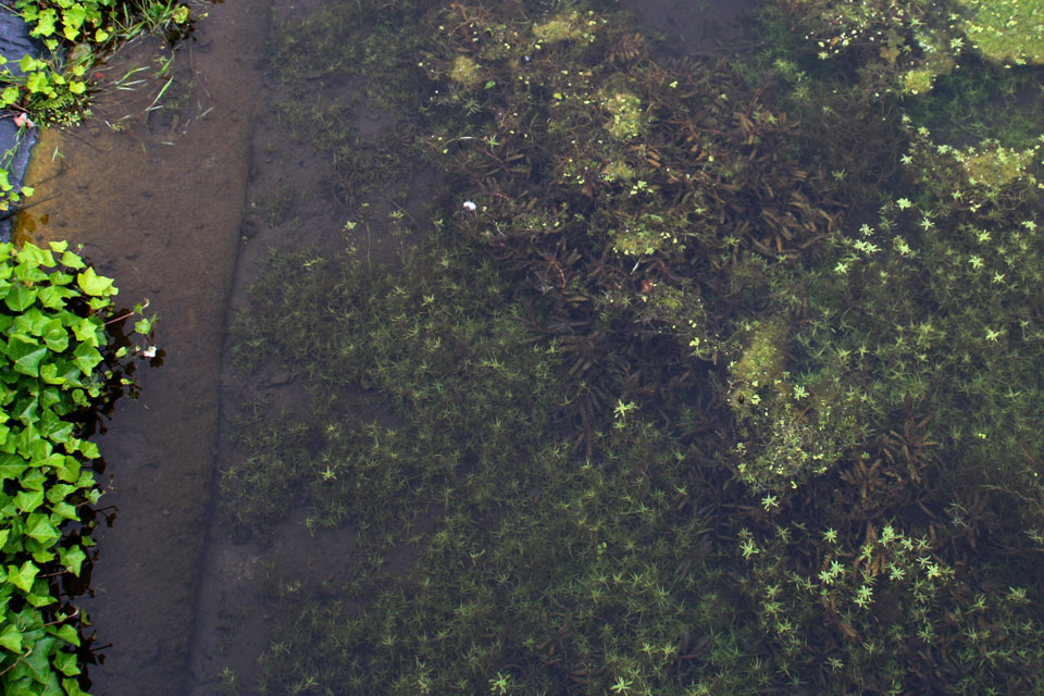 Элодея канадская, Водяная чума, Elodea canadensis