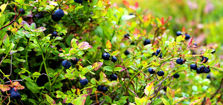 Черника Vaccinium myrtillus www.florapassionis.com