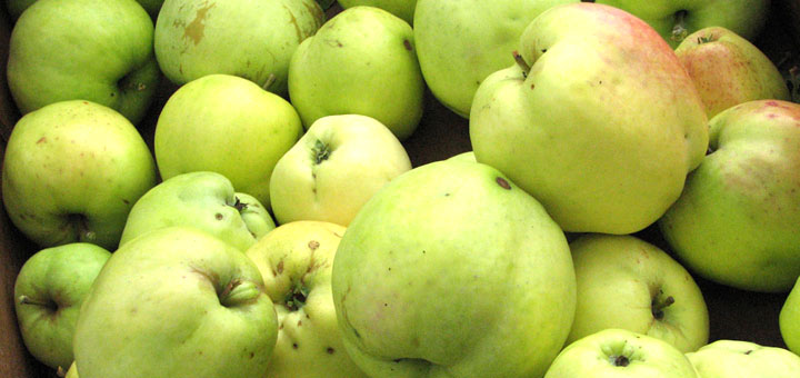 Filippa æbler Яблоки сорт Филиппа 6okt13 www.florapassionis.com