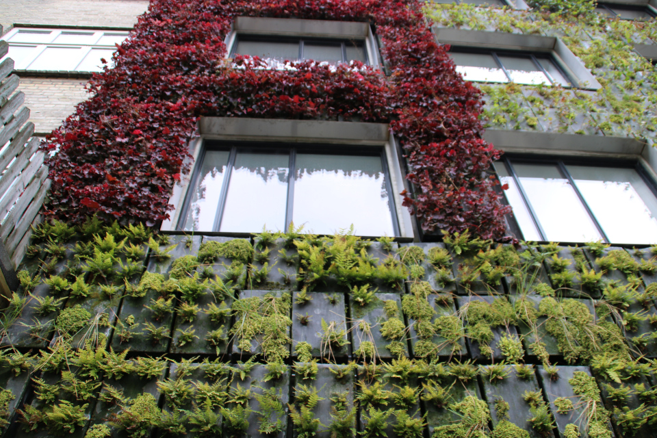 Вертикальный сад Майлгэде Орхус - на стене растет кислица треугольная