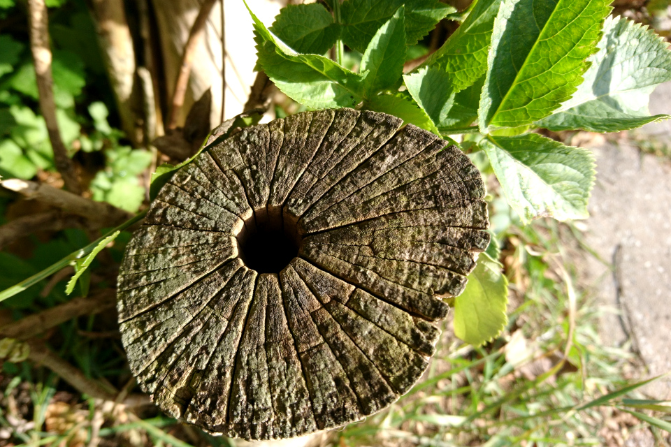 Ствол срубленного дерева бузина имеет дырку внутри