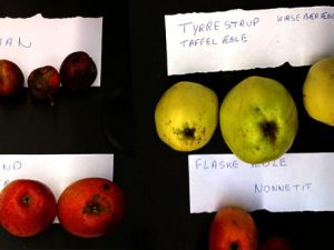 Узнать сорт яблок — мастер класс