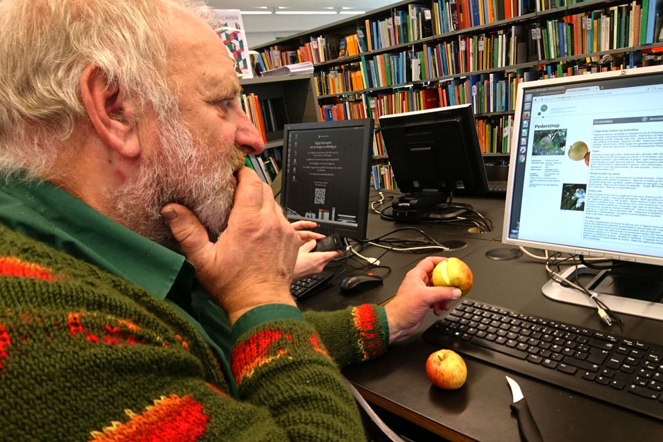Вилли Моугорд (Villy Mougaard) изучает детали сорта яблока