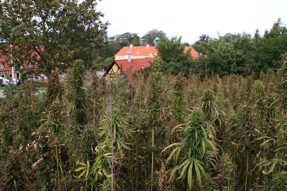 Выращивание марихуаны flora конопля красноярск