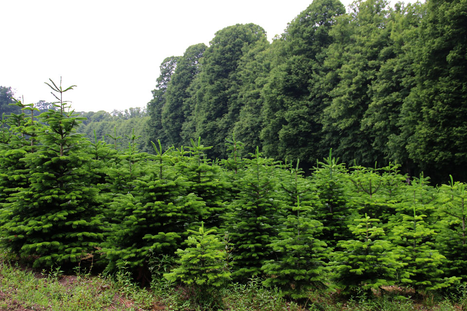Датские елки, они же - Кавказские пихты, выращиваются на опушке леса
