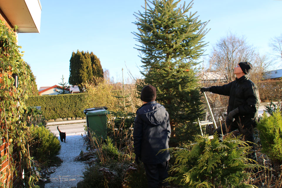 В этом году рождественской елкой из сада стала ель обыкновенная (Picea abies)