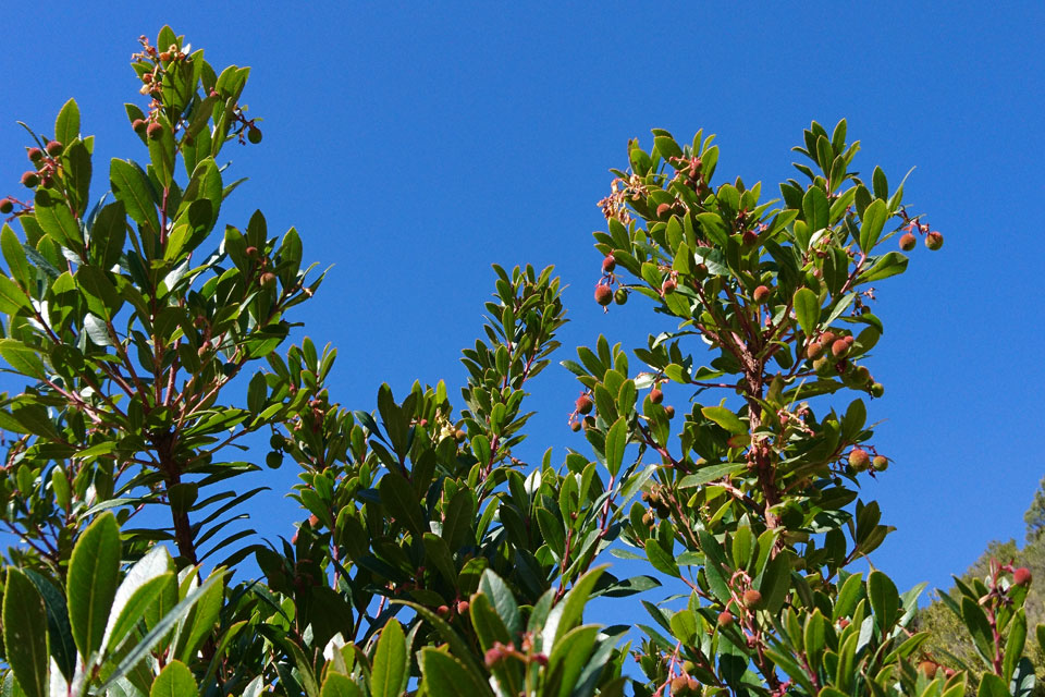 Земляничное дерево, Земляничник, Арбутус (Arbutus unedo)