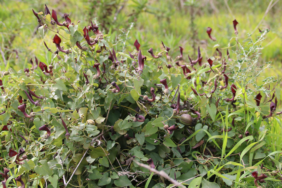 Кирказон (Aristolochia sempervirens L.)