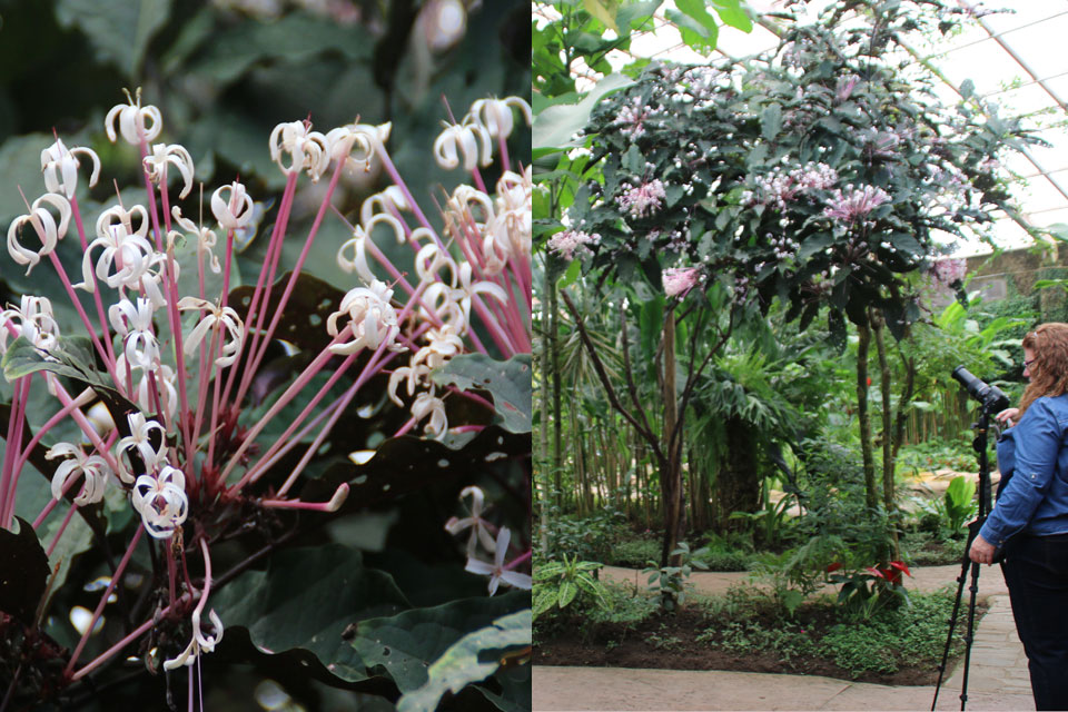 Клеродендрум Фейерверк clerodendrum quadriloculare 