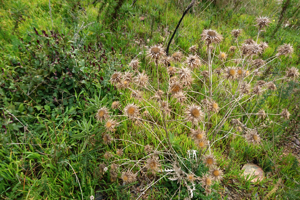 Колючник щитковый (Carlina corymbosa L.)