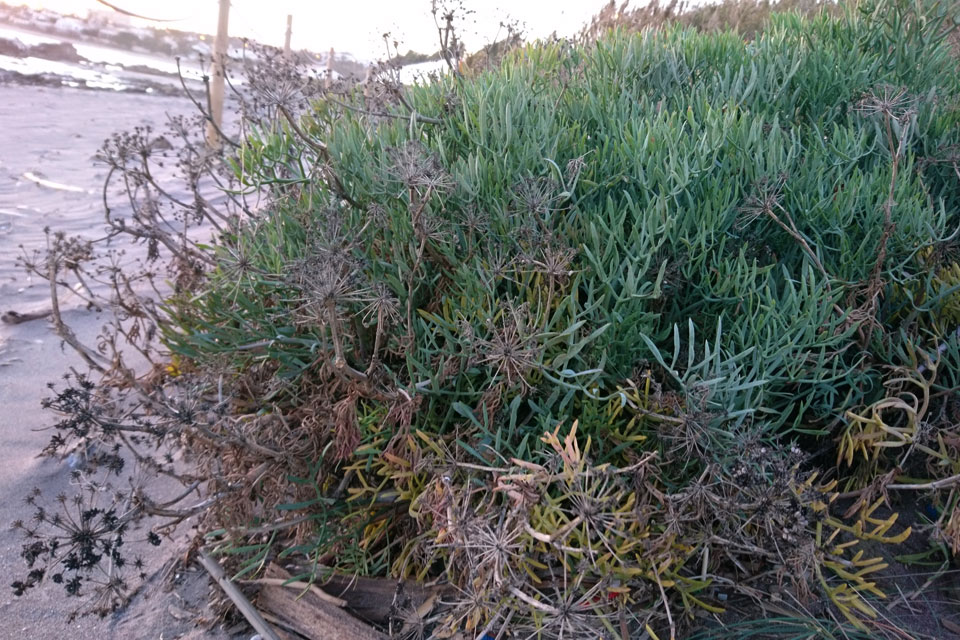 Критмум морской (Crithmum maritimum)