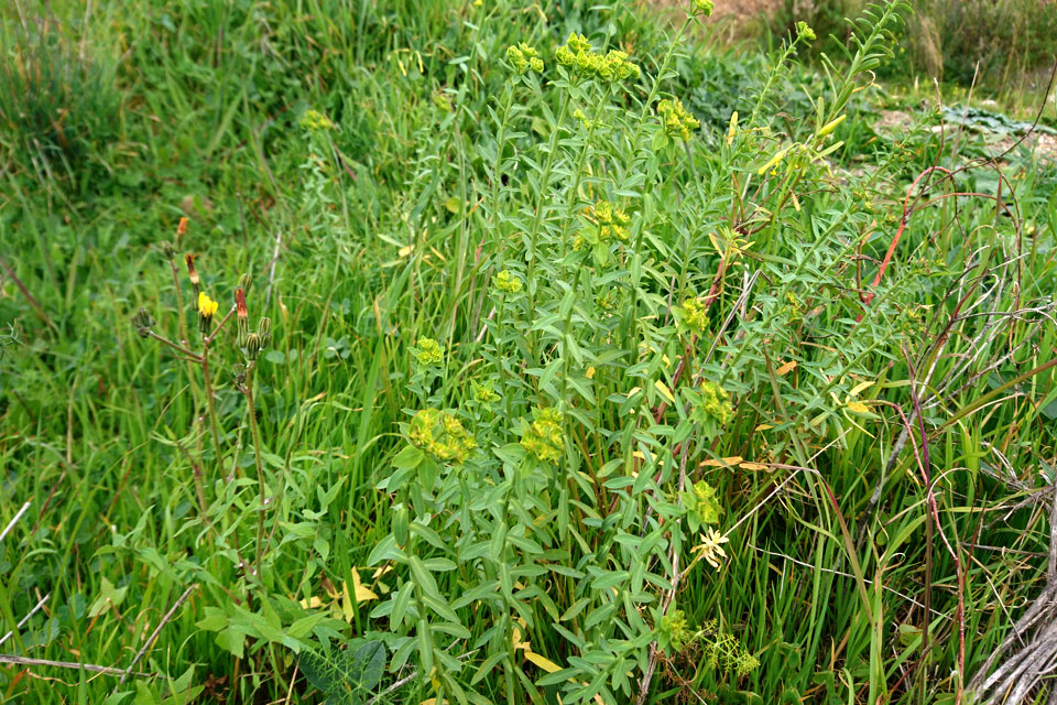 Молочай солнцегляд (Euphorbia helioscopia L.)
