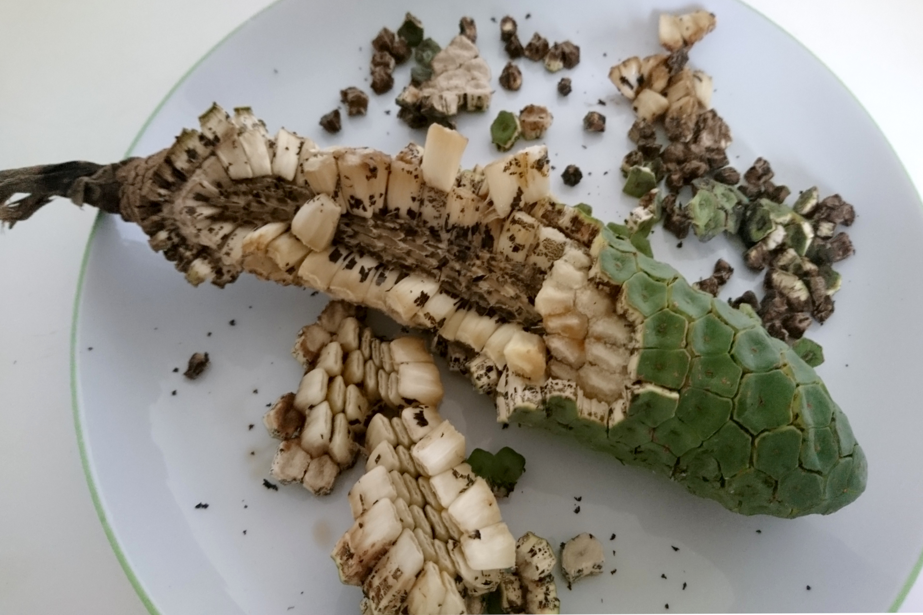 Монстера деликатесная, Monstera deliciosa - Флора Пассионис