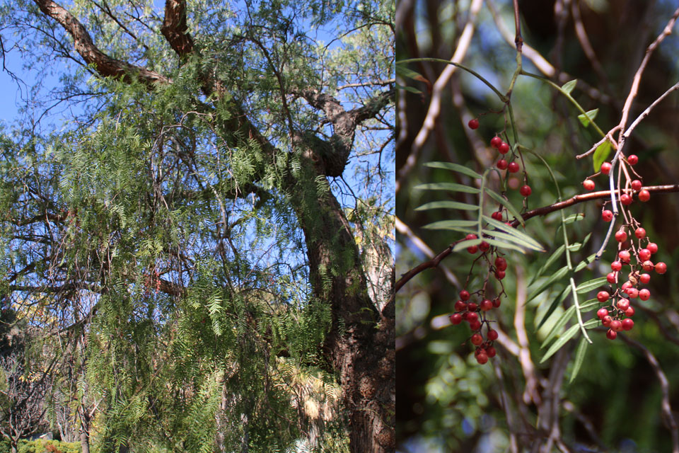 Перуанский перец или Шинус мягкий (Schinus molle) в ботаническом саду г. Малага