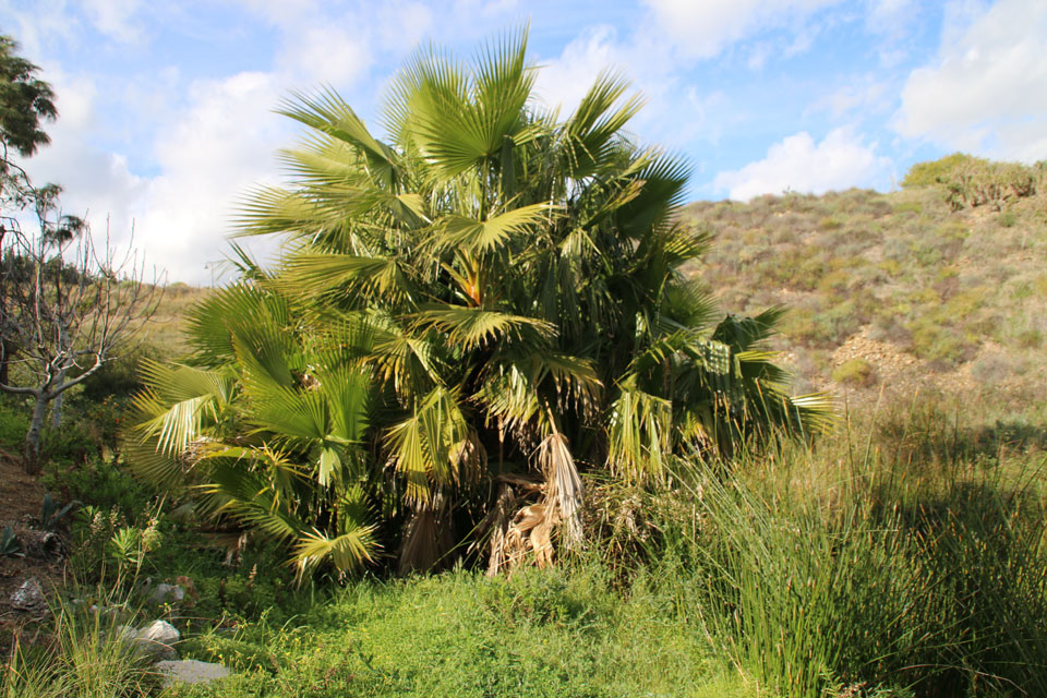 Дикорастущая пальма хамеропс (Chamaerops humilis)
