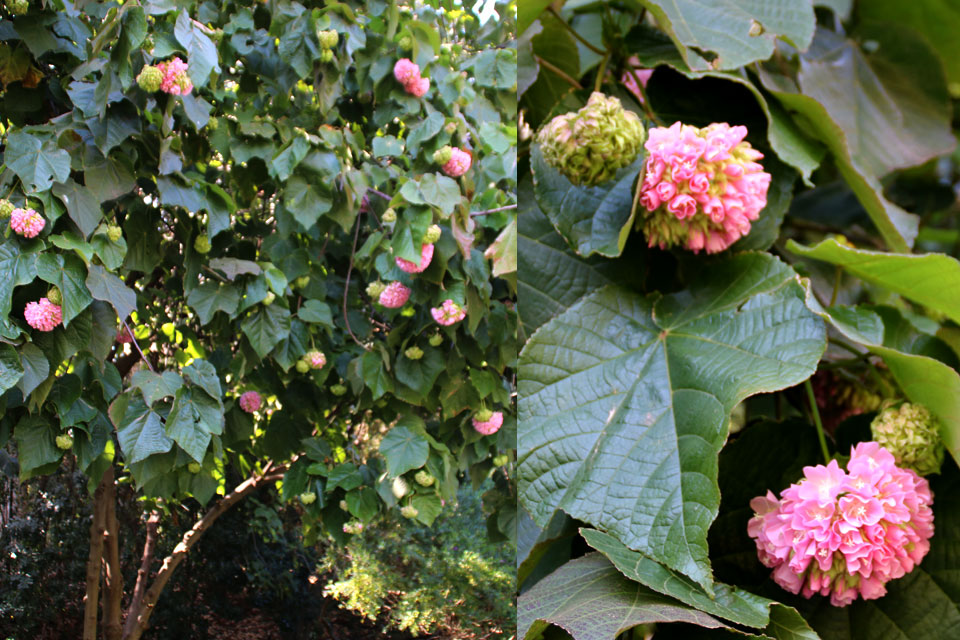 Домбея (Dombeya x cayeuxii)