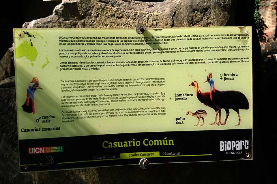 Шлемоносный казуар (Casuarius casuarius) 