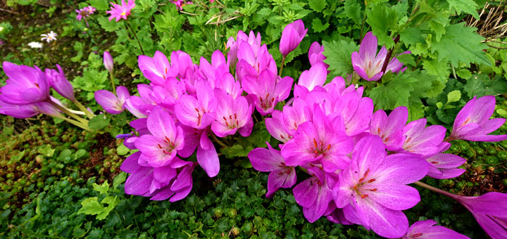 Безвременник осенний Colchicum autumnale 12sept17 aarhus www.florapassionis.com