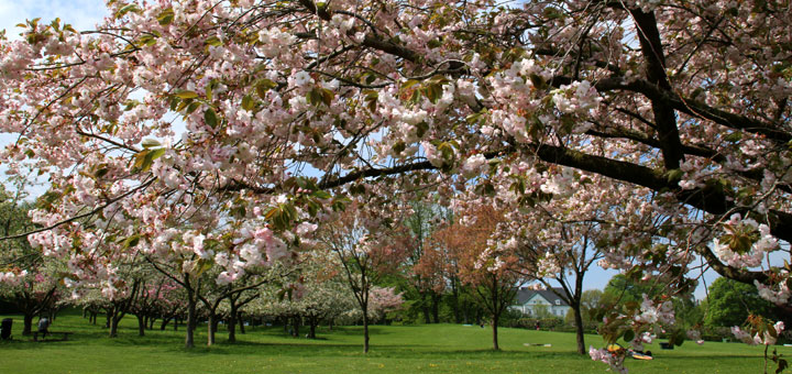 Сакуры в Мемориальном парке Орхус mindepark aarhus japansk kirsebær memorial park aarhus www.florapassionis.com