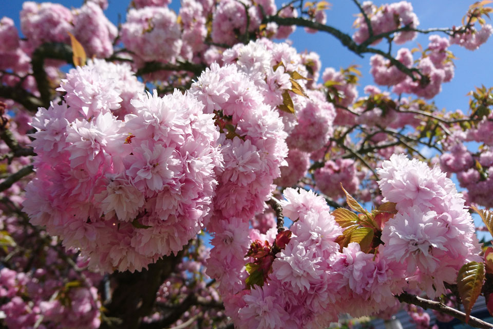 Сакуры в Мемориальном парке Орхус Дания japansk kirsebær mindepark aarhus 7maj18 www.florapassionis.com