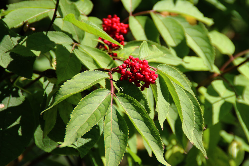 Фото бузины. Бузина красная Sambucus racemosa. Бузина (Sambucus canadensis). Бузина обыкновенная (Sambucus racemosa). Бузина красная (Sambucus racemosa `Sutherland Gold`).