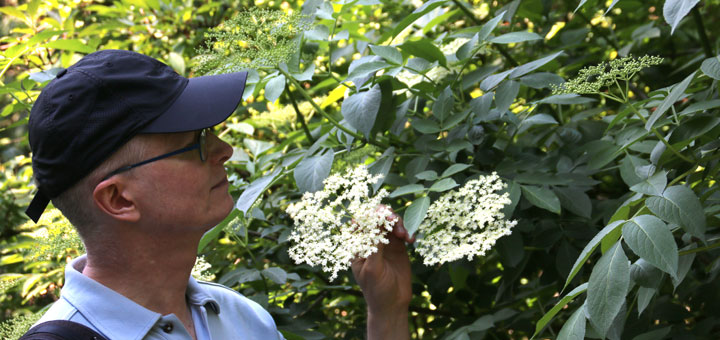 Бузина черная Sambucus nigra Forstbotanisk have Aarhus www.florapassionis.com