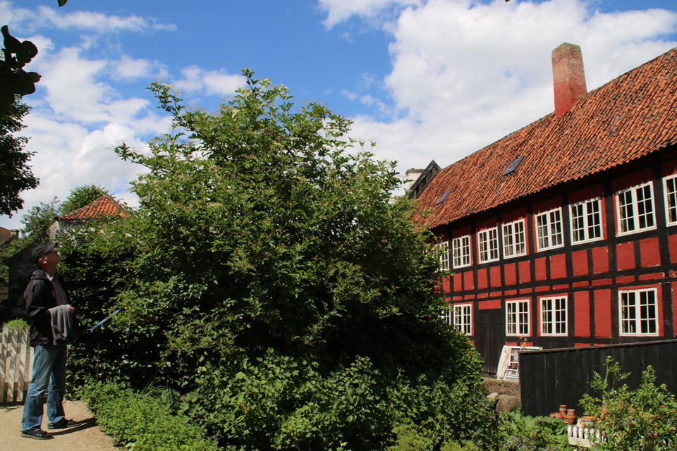 Бузина черная в Дании