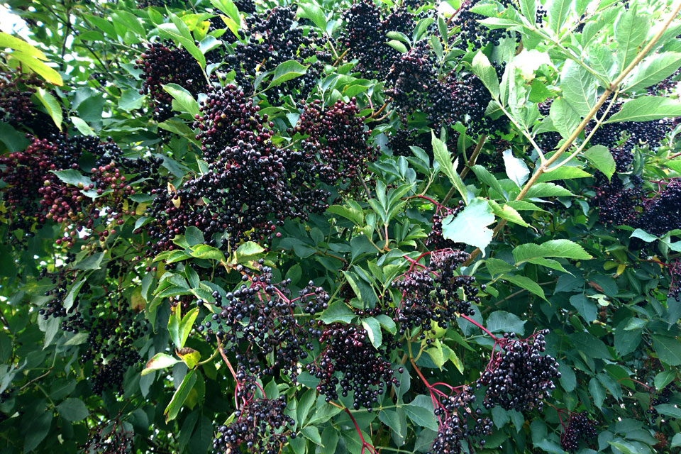 Спелые ягоды бузины черной -Sambucus nigra
