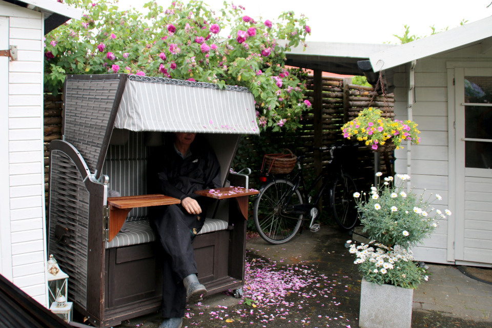 Пляжная корзина - кабинка с навесом возле цветущего куста роз в саду Йорк