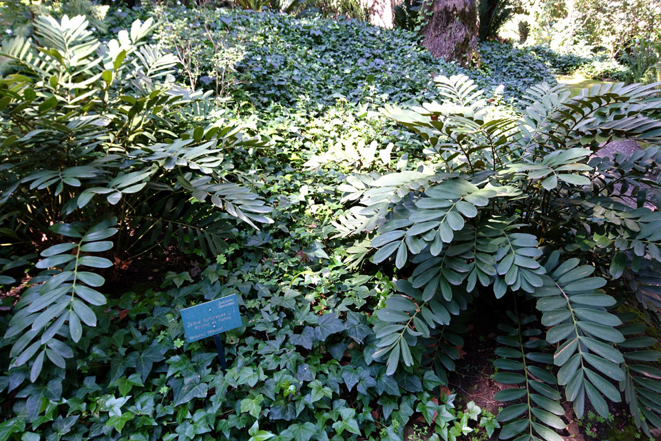 Замия припудренная Zamia furfuracea, Ботанический сад Ла Консепсьон Малага 