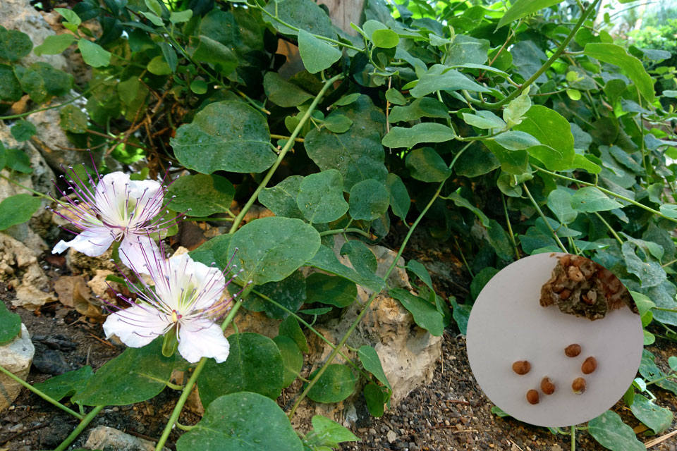 Цветки и мелкие семена каперсов
