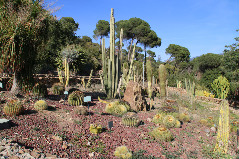 Коллекция кактусов и суккулентов ботанический сад Ла Консепсьон 