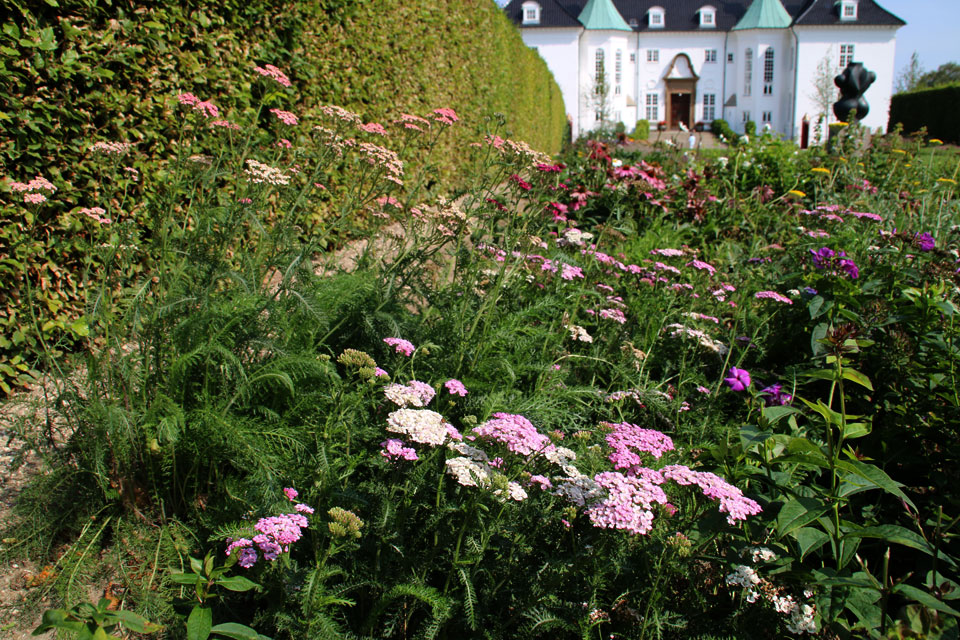 Тысячелистник обыкновенный (Achillea millefolium)