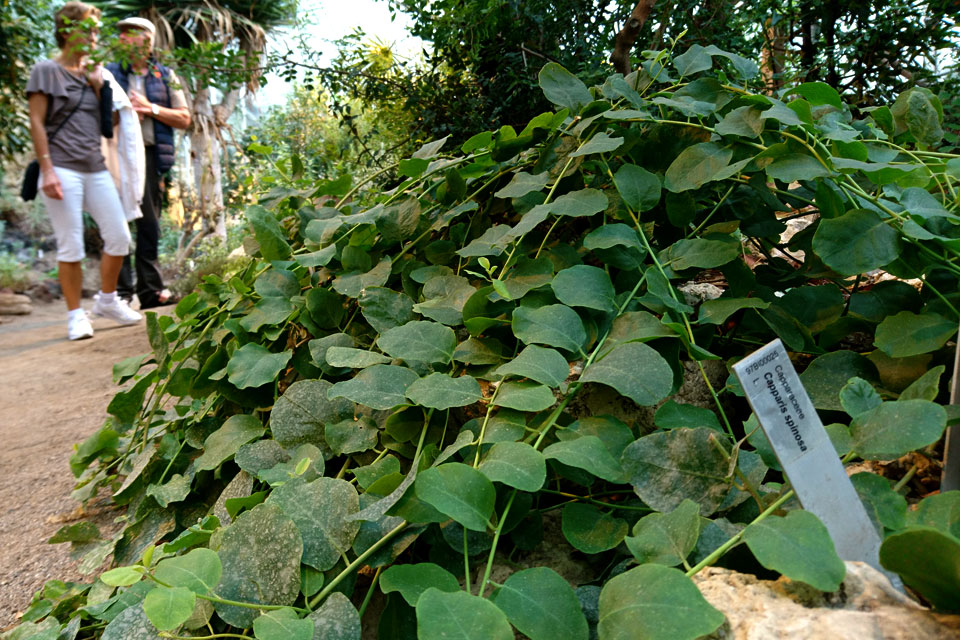 Развесистый куст каперсов Capparis spinosa