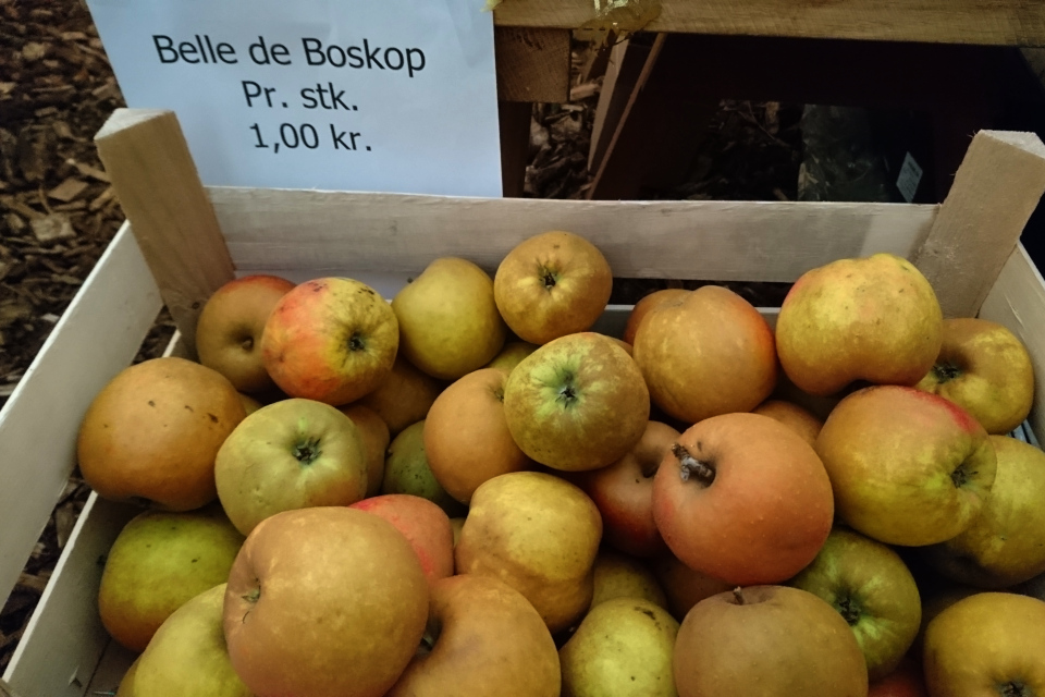 Яблоки сорт Белле де Боскоп (Belle de Boskoop) желтой окраски