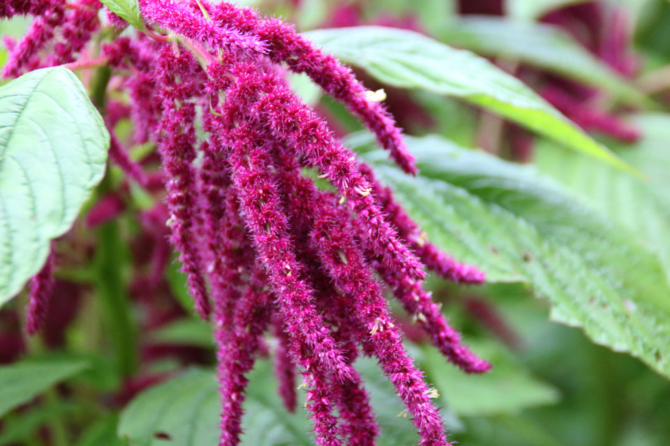 Амарант это. Амарант хвостатый щирица. Амарант хвостатый (Amaranthus caudatus). Цветок Амарант хвостатый красный. Амарант Ротшванц.