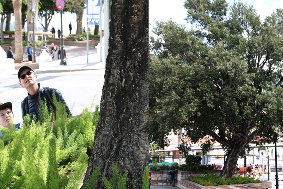 Дуб пробковый (Quercus suber) 