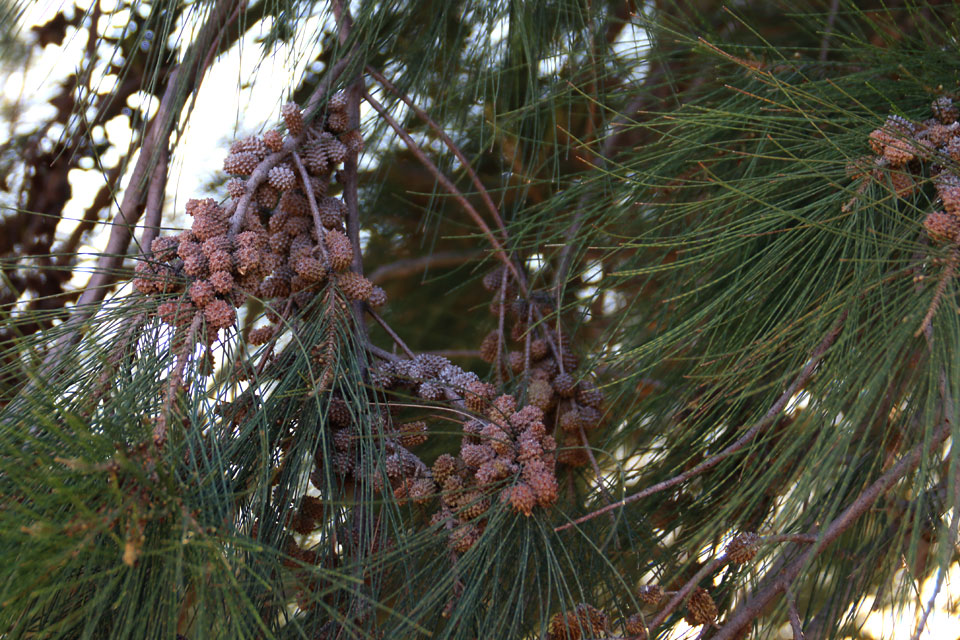 Казуарина хвощевидная Casuarina equisetifolia 