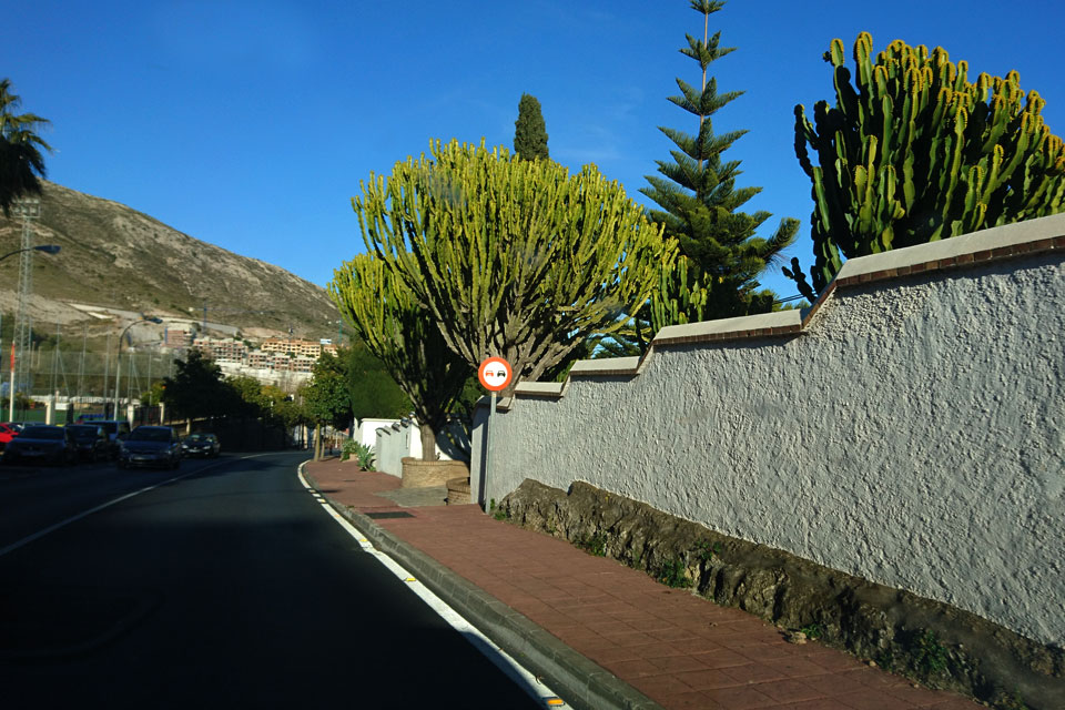 Канделябровое дерево (Euphorbia candelabrum)