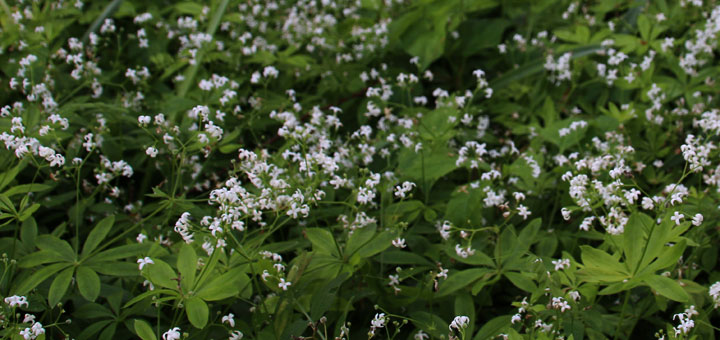 Подмаренник душистый в Дании Skovmærke Galium odoratum 21maj18 www.florapassionis.com