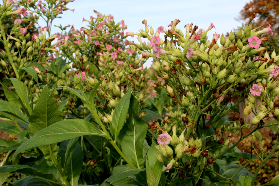 Растение Nicotiana tabacum