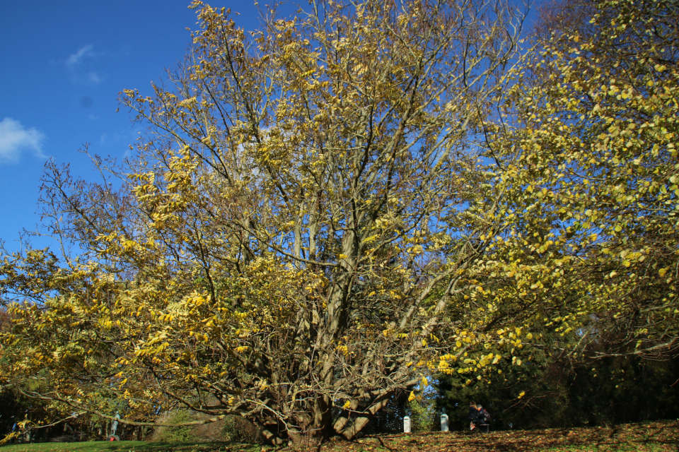 Роскошное дерево Птерокария (Pterocarya fraxinifolia), редкое растение из Кавказа