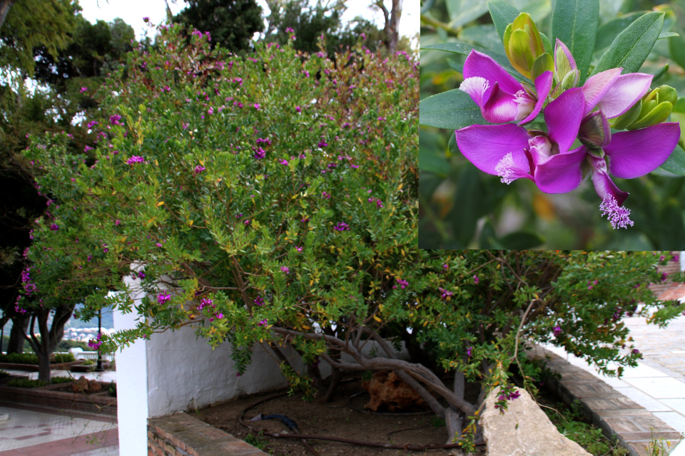 Истод миртолистный (Polygala myrtifolia), цветущий куст