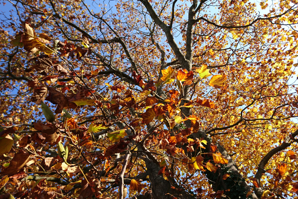 Листья желтых и коричневых оттенков перед опаданием с веток