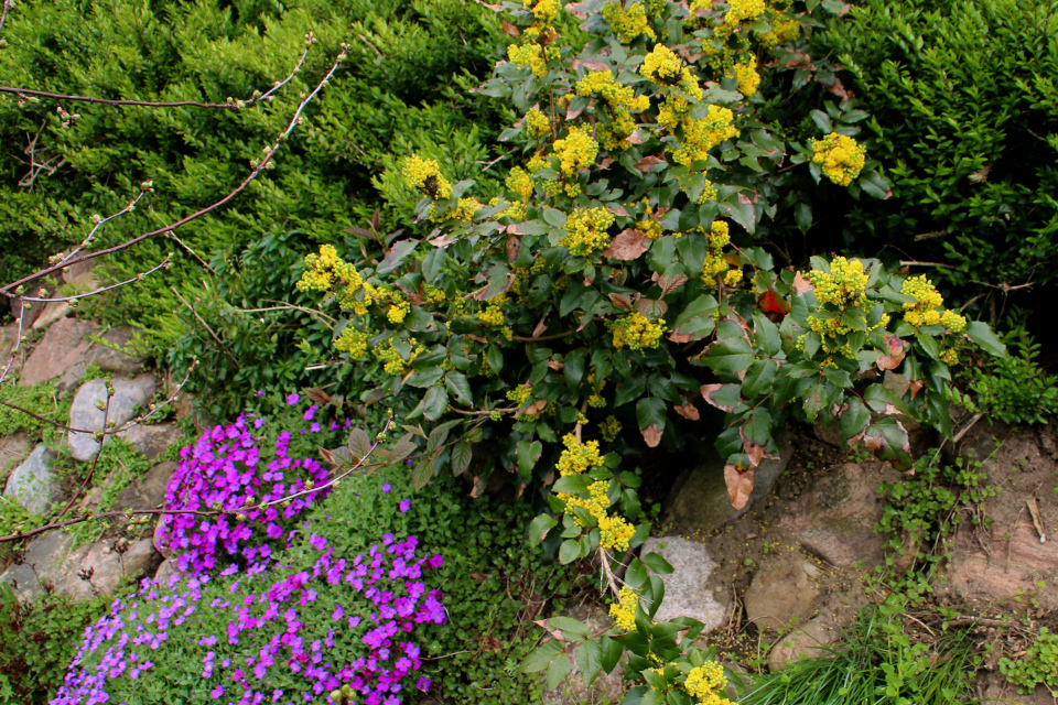 Цветущая магония в моем саду, г. Хойбьерг, Дания. Фото 12 апреля 2014