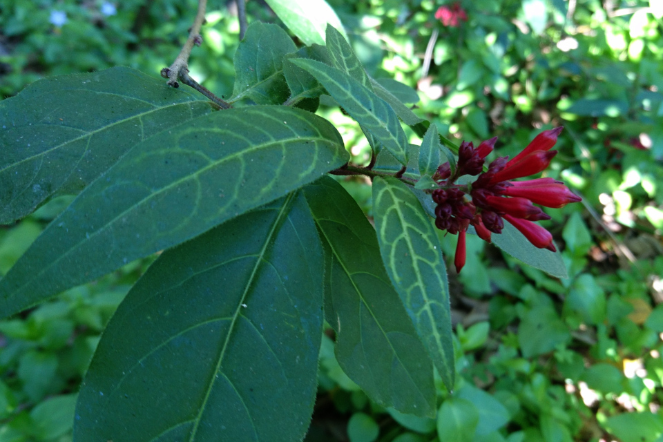 Cestrum elegans Цеструм пурпурный Cestrum purpureum 