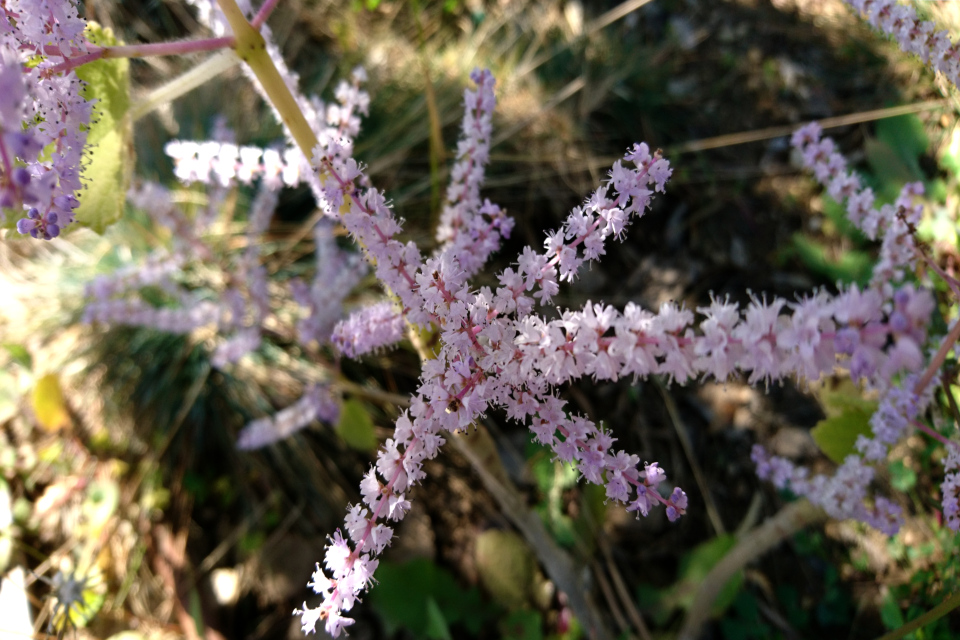 Тетрадения приречная (Tetradenia riparia) в цвету