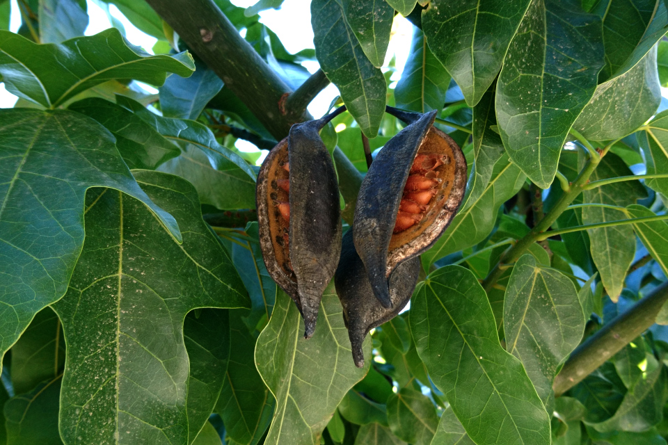 Брахихитон кленолистный (Brachychiton acerifolius) с плодами