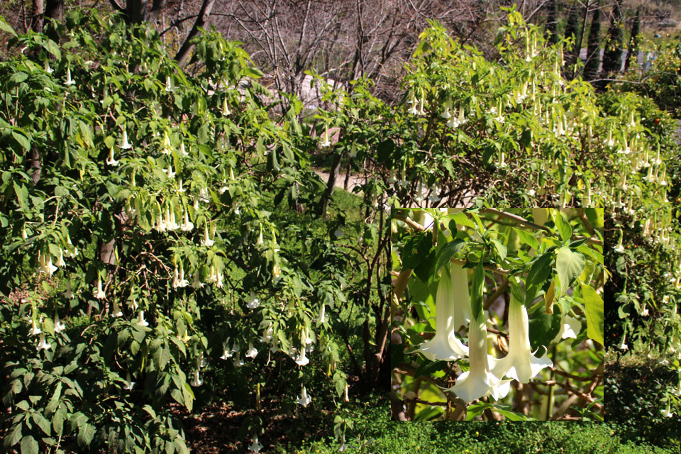 Бругмансия Brugmansia, ботанический сад Ла Консепсьон, г. Малага, Испания