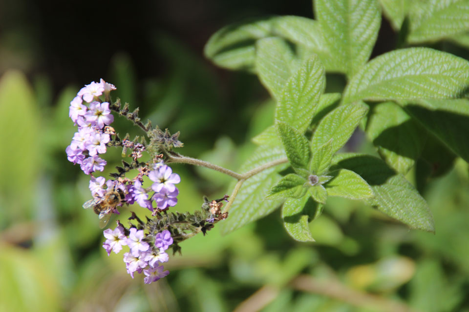 Гелиотроп древовидный Heliotropium arborescens